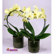 Spring orchid M